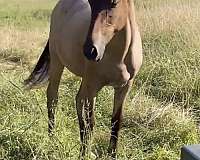 bay-roan-kentucky-mountain-filly