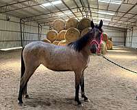bay-roan-kmsha-filly