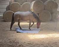 bay-roan-kmsha-horse