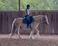 bathe-gypsy-vanner-pony