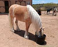 behaved-gypsy-vanner-pony