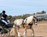 carriage-gypsy-vanner-pony