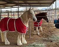 chunky-gypsy-vanner-pony