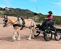 clip-gypsy-vanner-pony