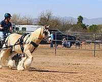driving-experience-gypsy-vanner-pony
