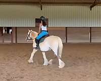 driving-pony-gypsy-vanner
