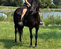 breeding-rocky-mountain-horse