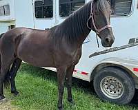 experienced-rocky-mountain-horse