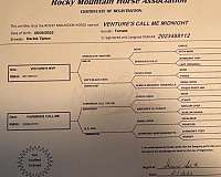 foundation-rocky-mountain-horse