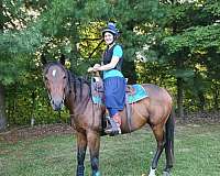 trail-riding-thoroughbred-horse