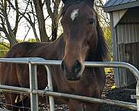 bay-thoroughbred-gelding
