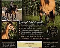 dappled-rocky-mountain-horse