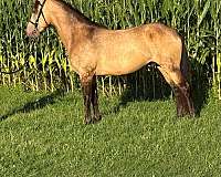 experienced-rocky-mountain-horse