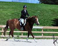 reining-prospect-western-pleasure-prospect-horse