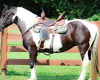 all-around-gypsy-vanner-horse