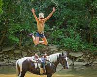 athletic-gypsy-vanner-horse