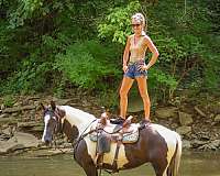 beginner-gypsy-vanner-horse