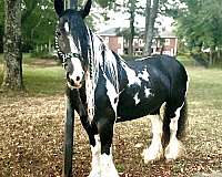 gypsy-vanner-filly