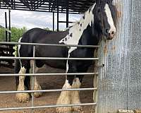 gypsy-vanner-horse