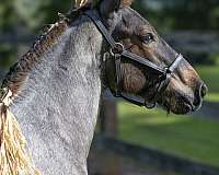 european-belgian-horse