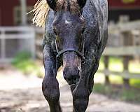 homozygous-black-belgian-horse