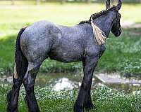 vaulting-belgian-horse