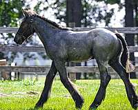 blue-roan-belgian-colt