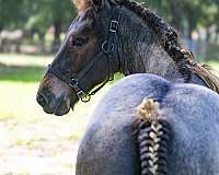 european-brabant-horse