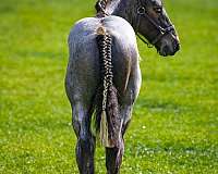brabant-colt