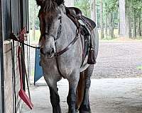 european-brabant-colt