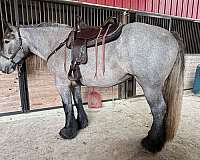 draft-horse-colt
