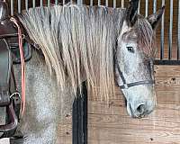 european-belgian-colt