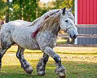 star-horse