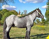 blue-roan-star-horse