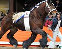 brabant-belgian-horse