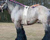 draft-horse-belgian