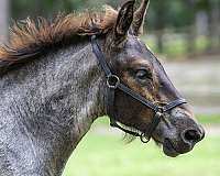blue-roan-star-horse