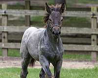 brabant-belgian-horse