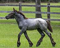 european-brabant-belgian-horse