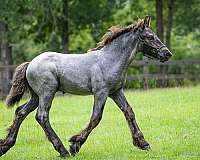 european-belgian-horse