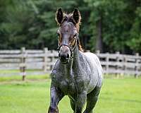 draft-horse-belgian