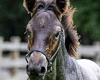 blue-roan-belgian-horse