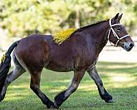 all-around-belgian-horse