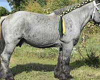 draft-belgian-horse