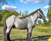 dressage-belgian-horse