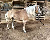 vaquero-haflinger-horse