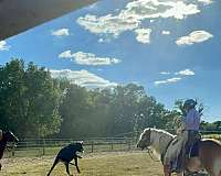 working-equitation-haflinger-horse