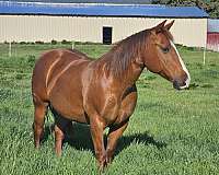 sock-coronet-horse
