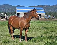 chestnut-sock-coronet-horse