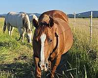 custom-chrome-quarter-horse